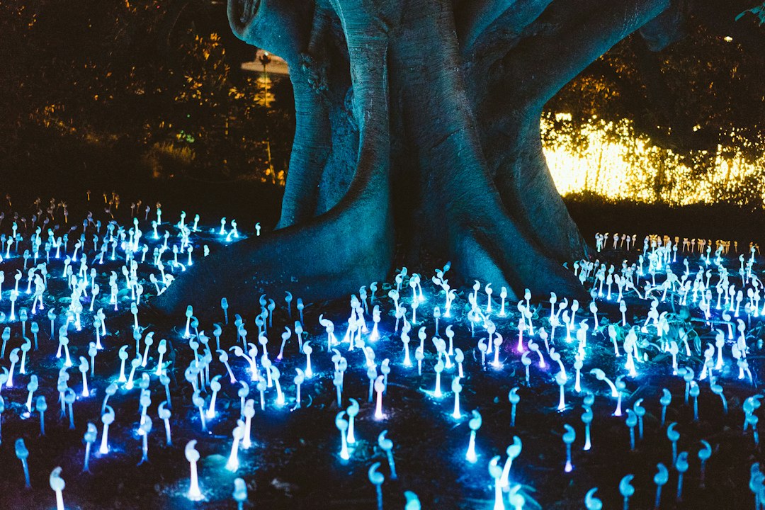 decorative lights under tree at night